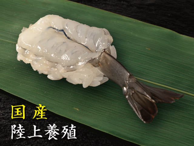 幸エビ（1貫）